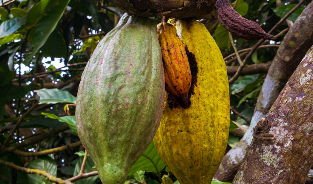 historia del cacao