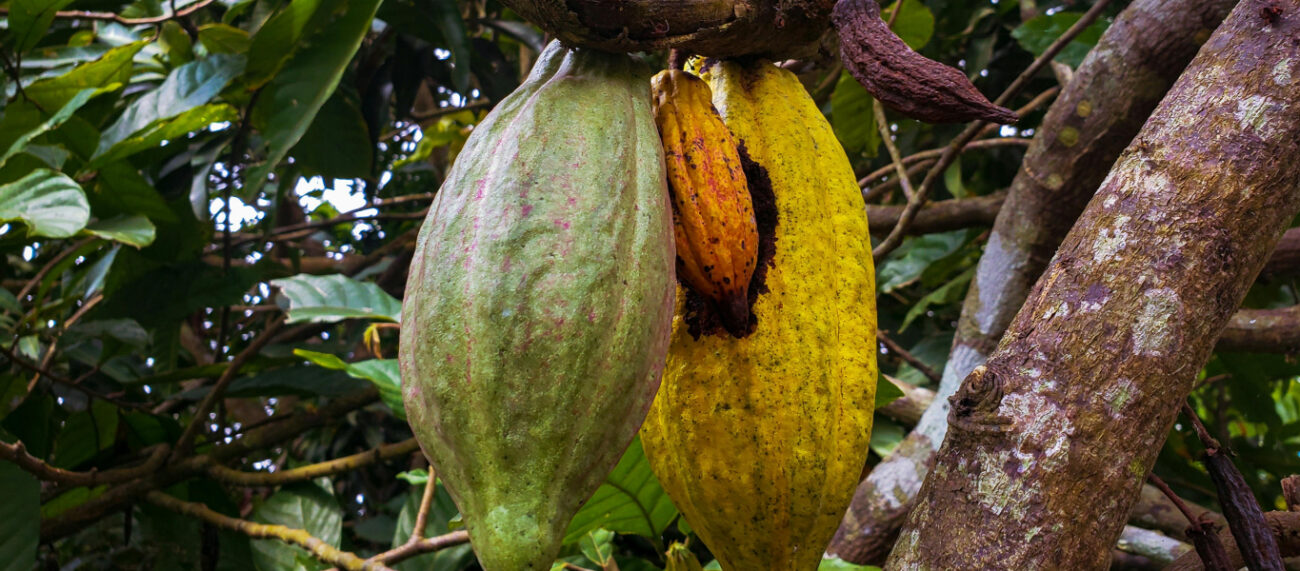 historia del cacao