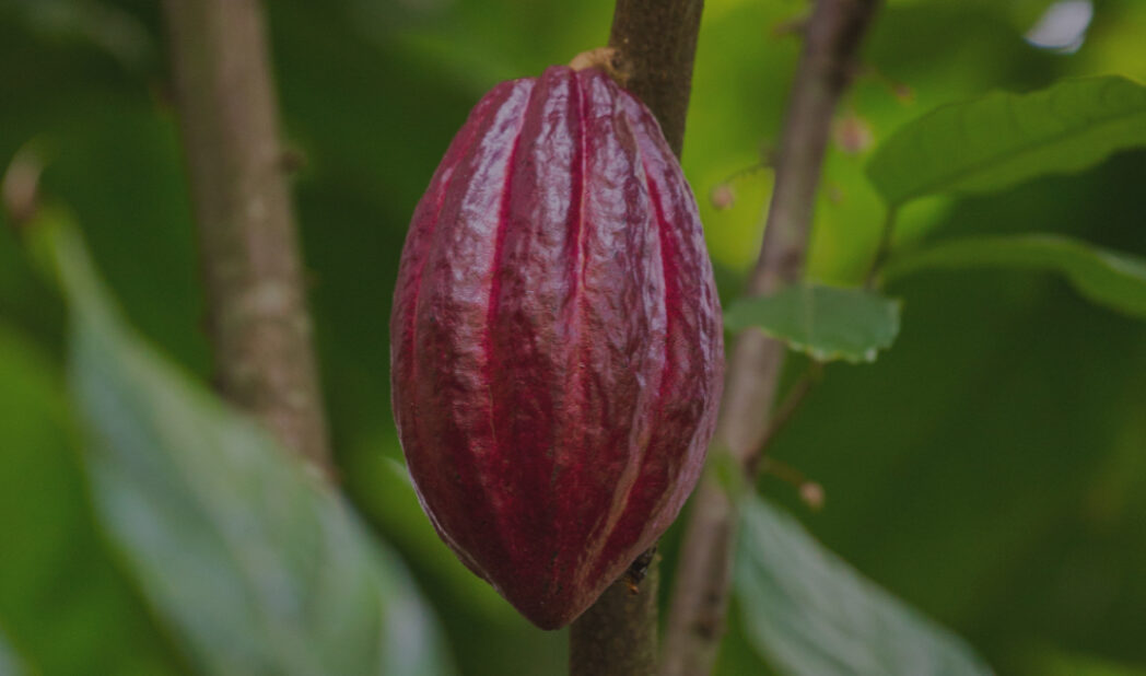 Orígenes del cacao