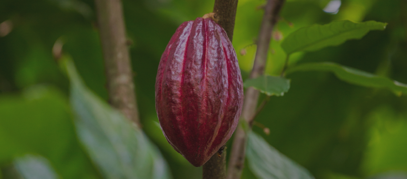 Orígenes del cacao