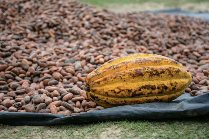 Conchado de chocolate